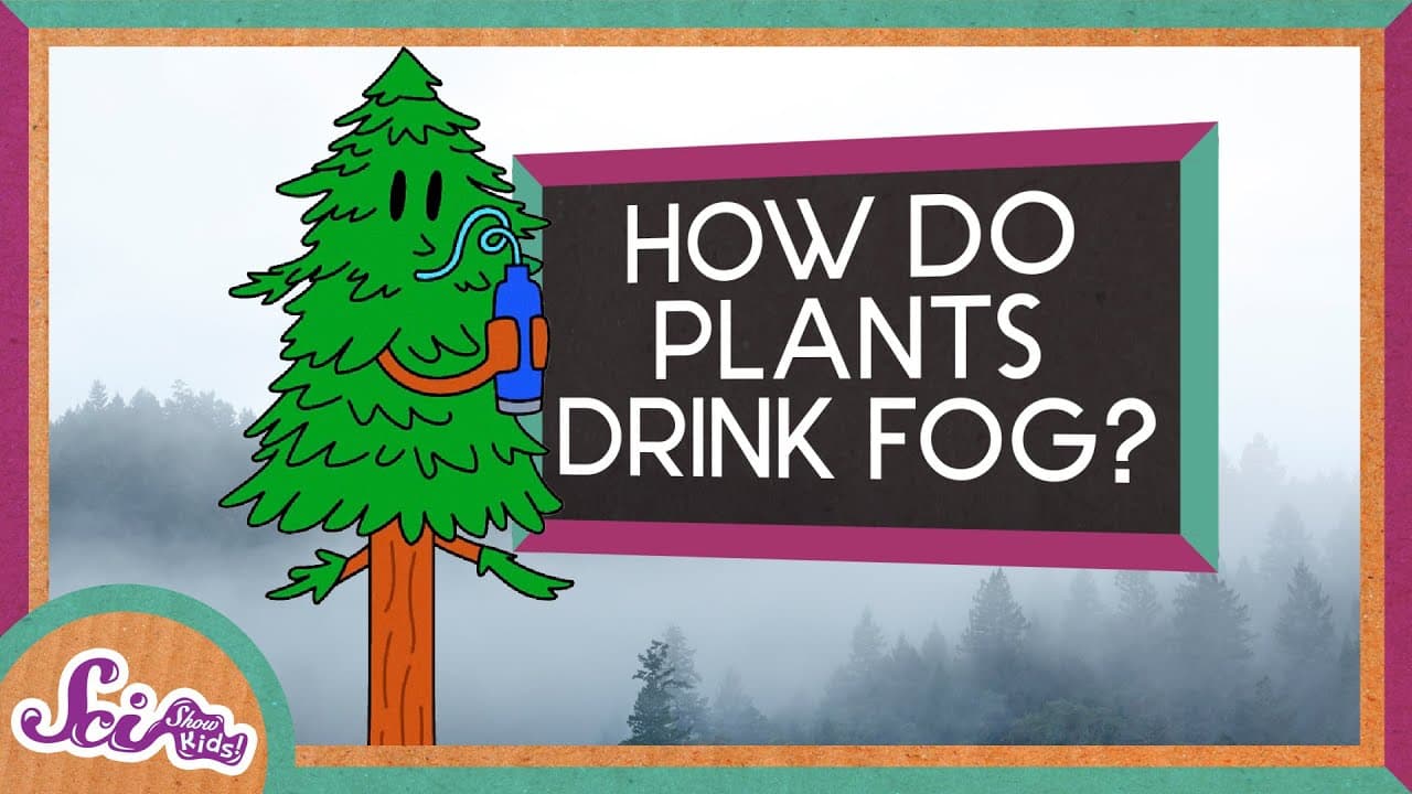 How Redwood Trees Drink Fog