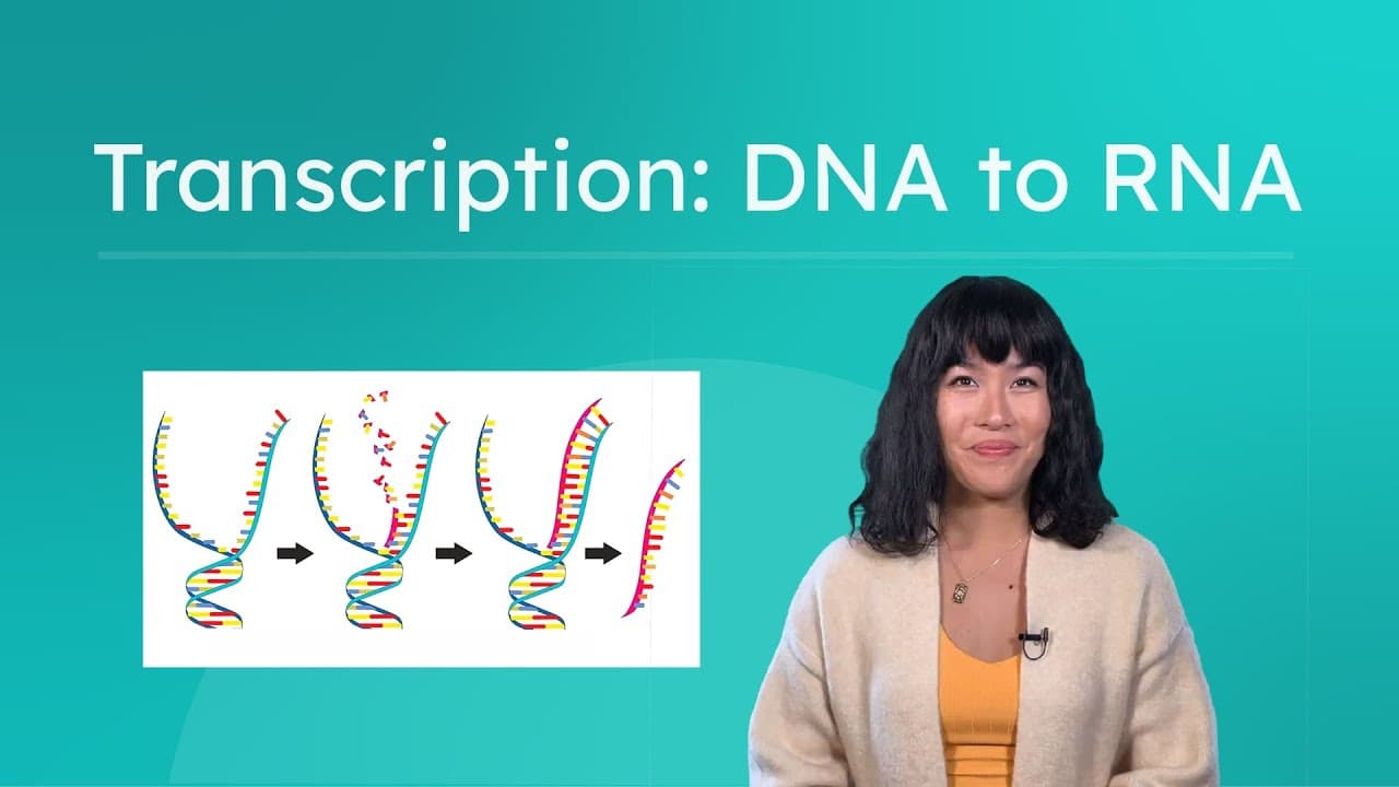 How DNA Makes RNA: The Process of Transcription
