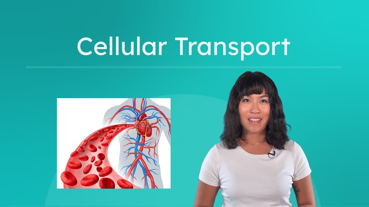 How Cellular Transport Works and Why Cells Are Small
