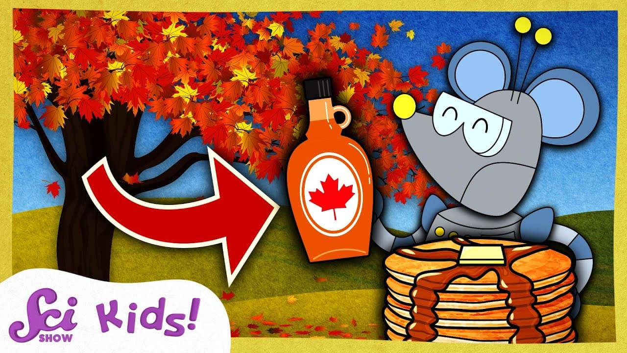How Maple Syrup Is Made From Trees