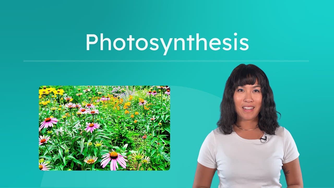 How Photosynthesis Transforms Light into Life
