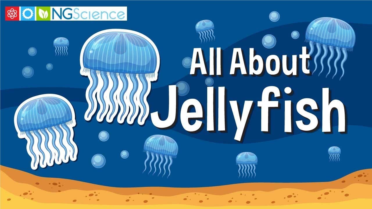 The Fascinating Biology and Life Cycle of Jellyfish