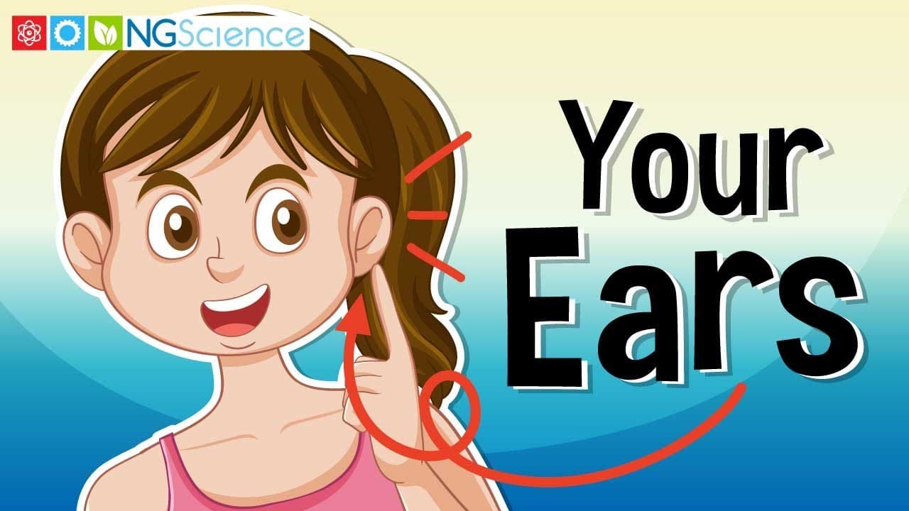 How Your Ears Work: Hearing, Balance, and Safety