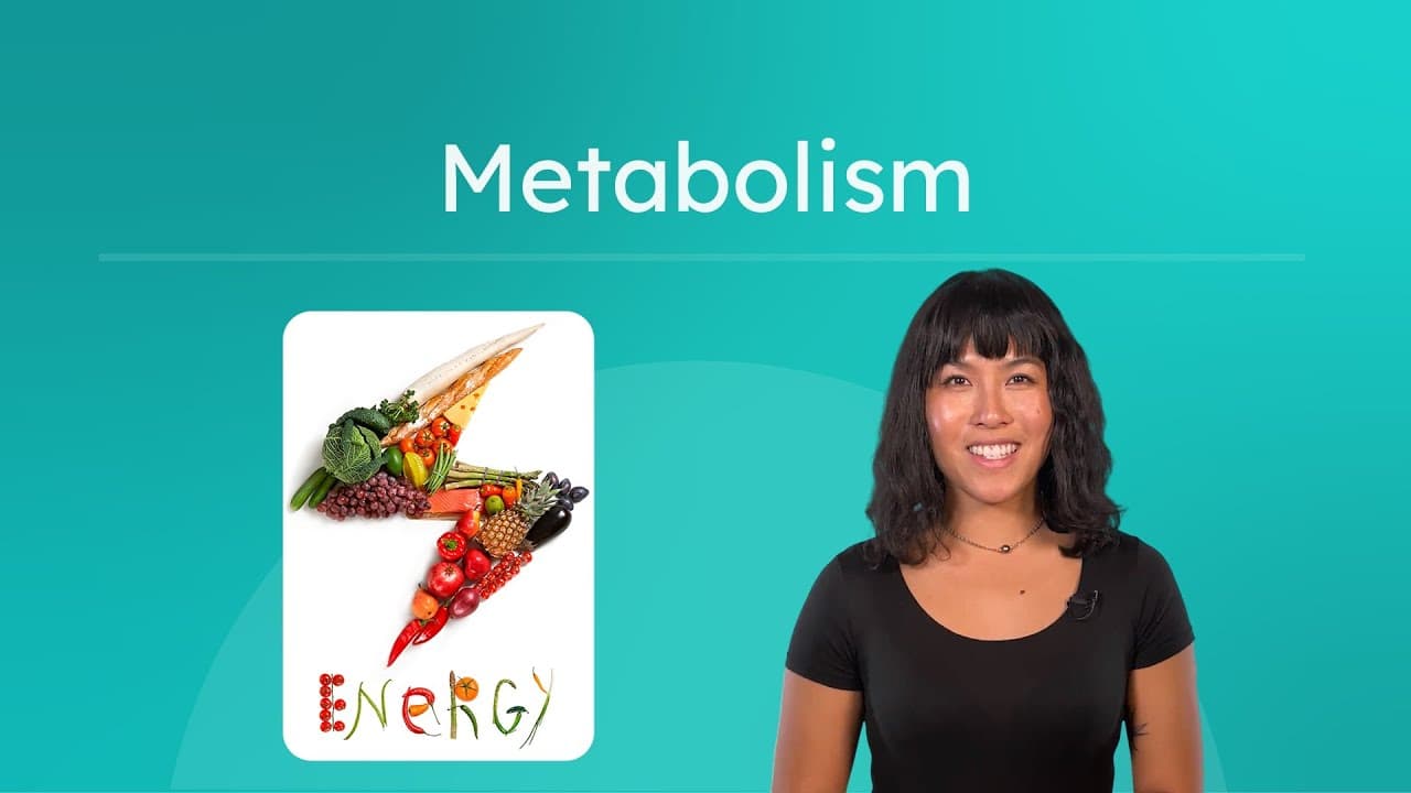 Metabolism Explained: How Your Body Uses Energy