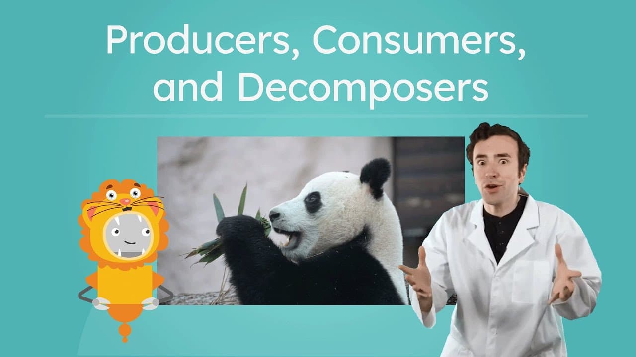 Understanding Producers, Consumers, and Decomposers