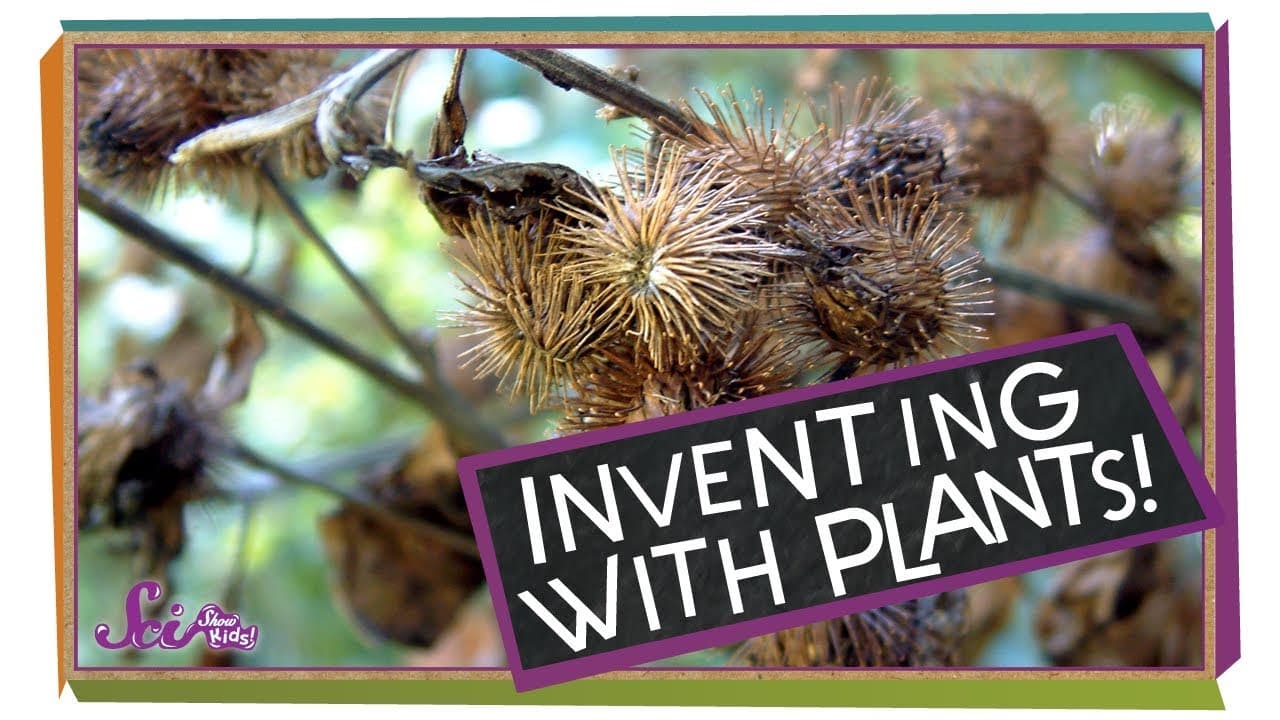 How a Dog Walk Led to the Invention of Velcro