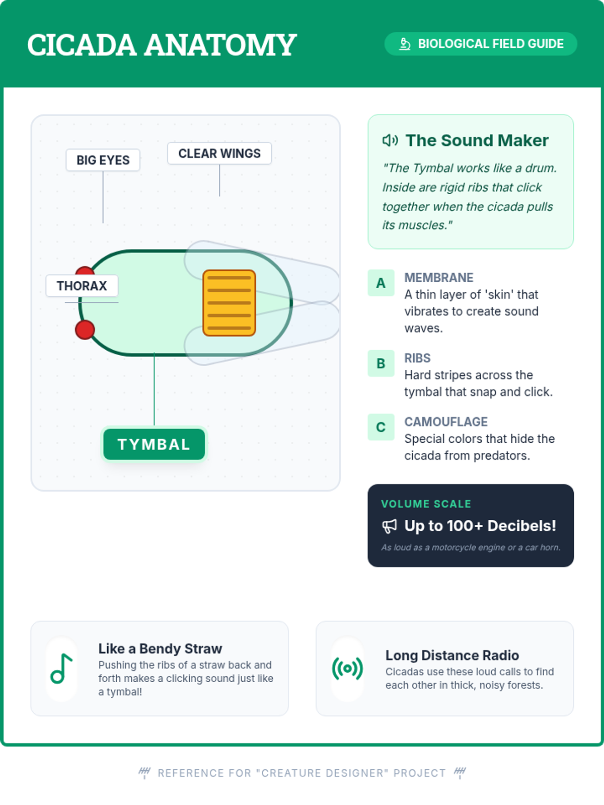 Cikada Code Cicada Anatomy Anchor Chart • Material • Lenny Learning