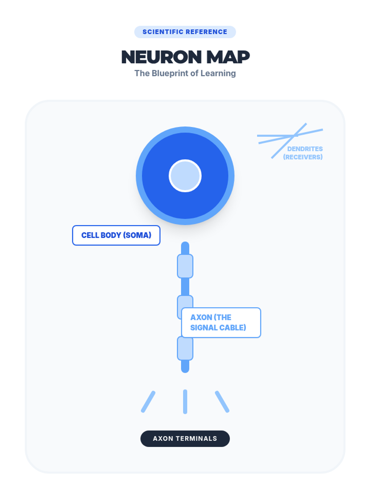 Draw Map Neuron Brain Power Growth Science • Lesson • Lenny Learning