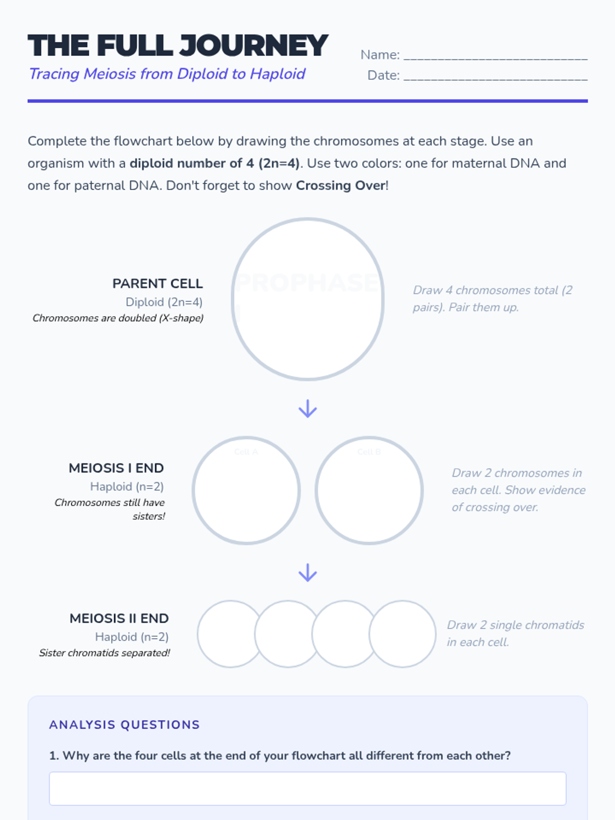 Meiosis Flowchart Worksheet • Material • Lenny Learning